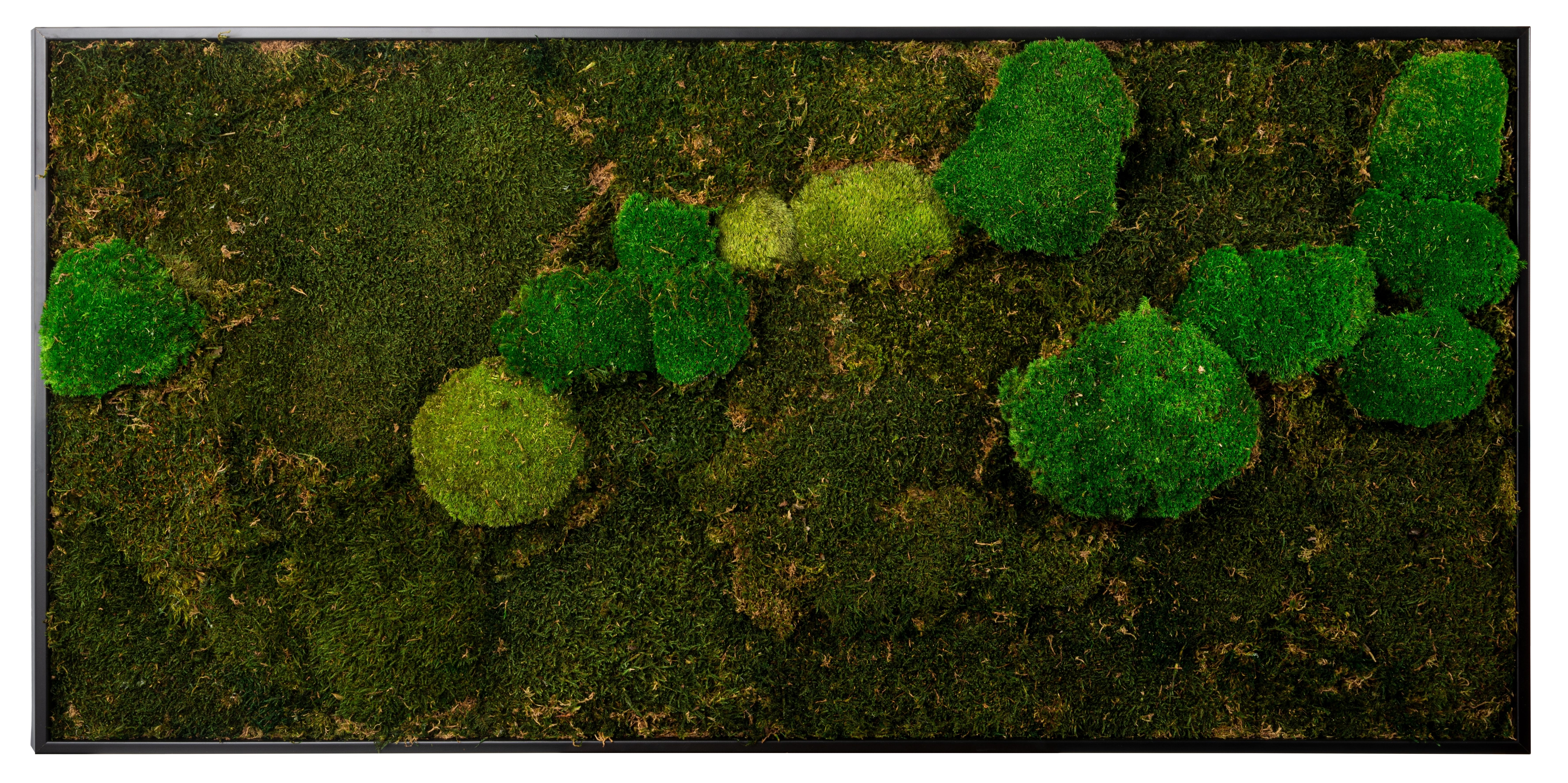 Moss image 